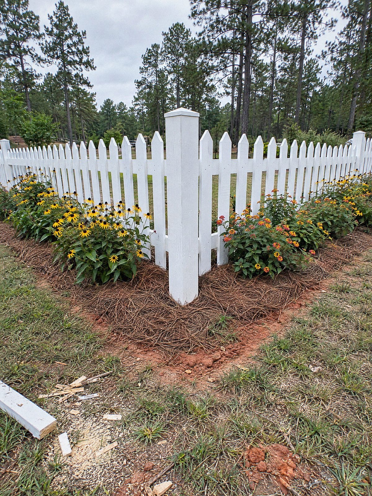 Corner of a white wood picket fence beside a flower bed edged with pine straw